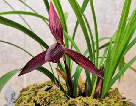 蝴蝶蘭花苞不開