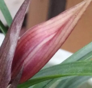 蘭花花苞不開花原因