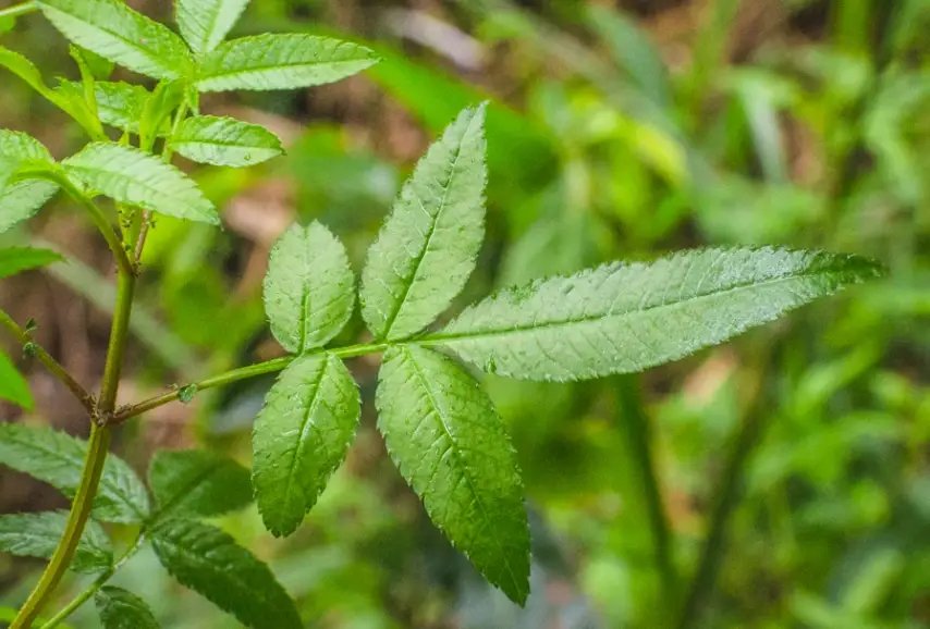 芳香萬壽菊葉子變黑