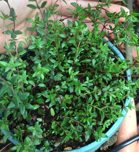 百里香種植室內