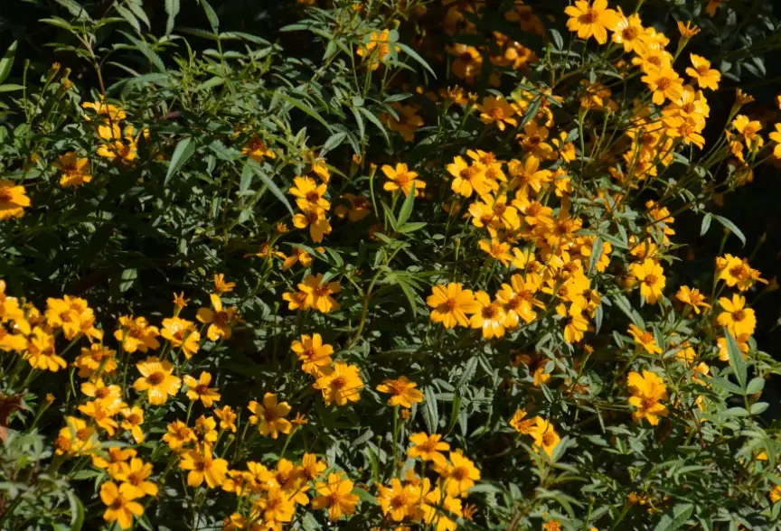 芳香萬壽菊救治方法 芳香萬壽菊救治方法