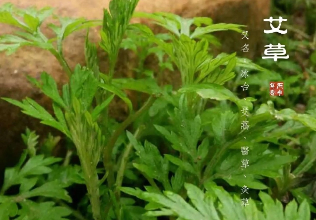 艾草皮膚功效