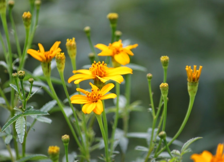 芳香萬壽菊救治方法 芳香萬壽菊救治方法
