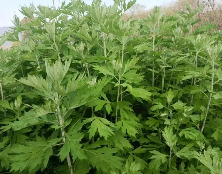 艾草止癢