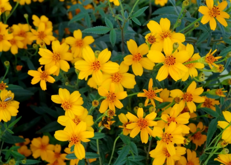 芳香萬壽菊軟掉
