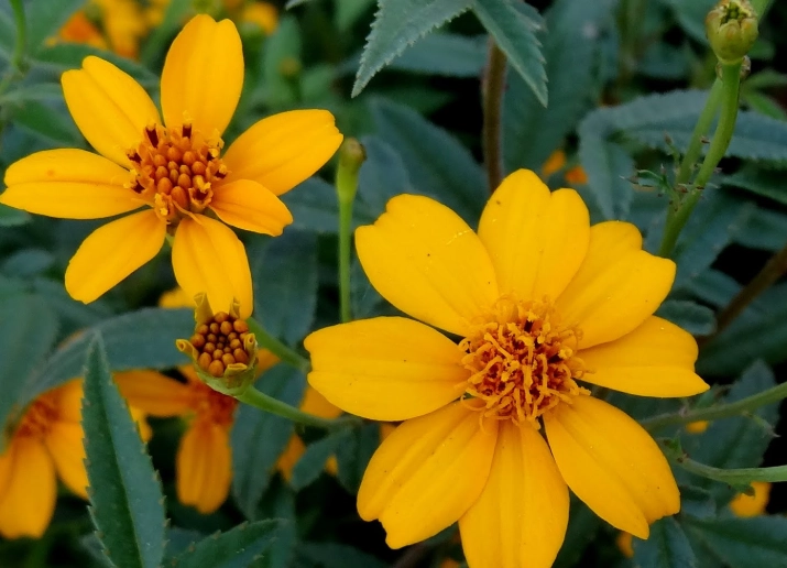 芳香萬壽菊軟掉原因 芳香萬壽菊軟掉原因