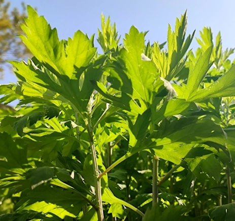 艾草保養品推薦