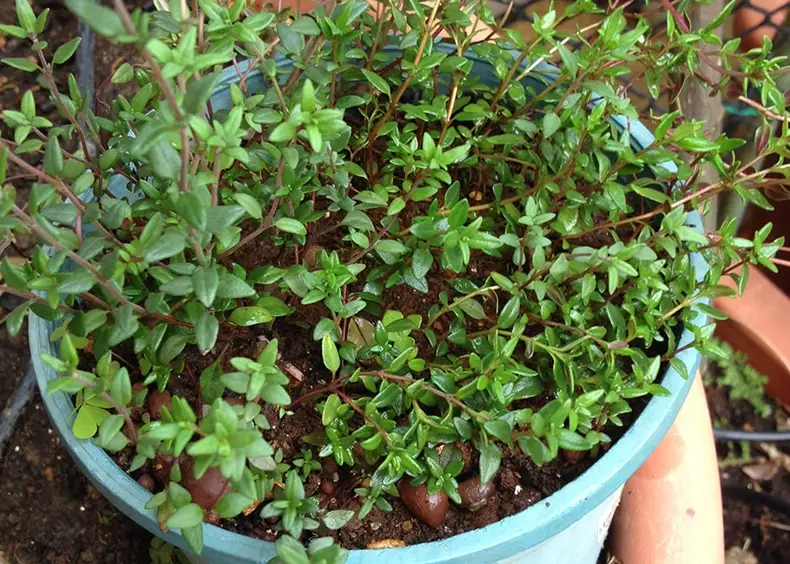 室內 香草 盆栽