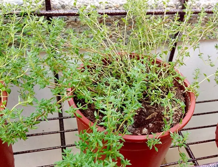 香草植物種植 香草植物種植