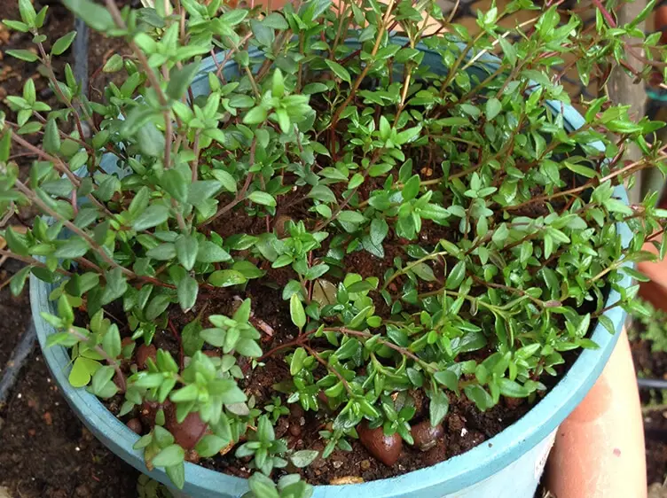 百里香怎麼種 百里香怎麼種