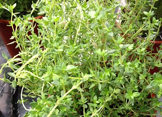 百里香種植時間