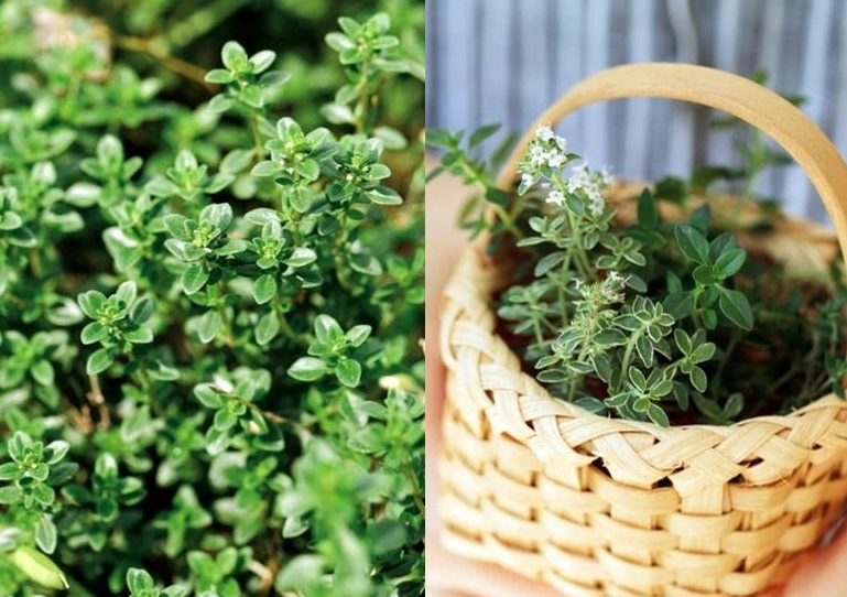 百里香種植方法