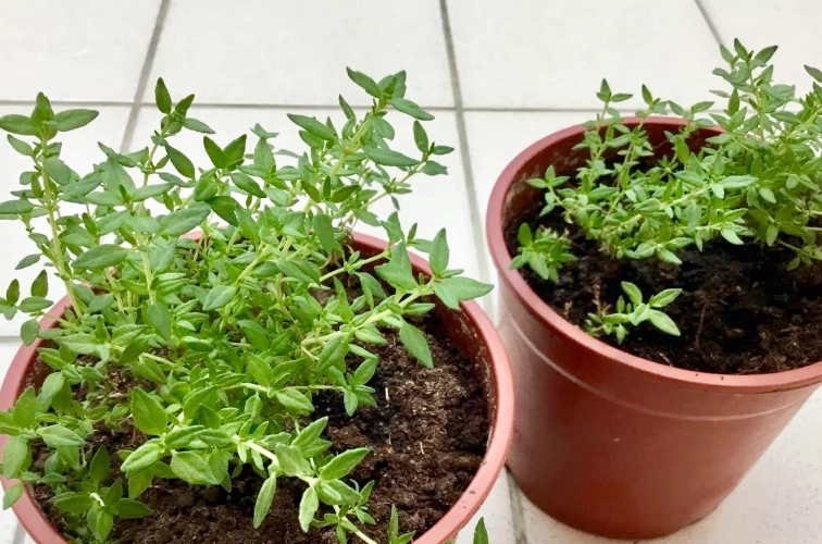 香草植物栽培