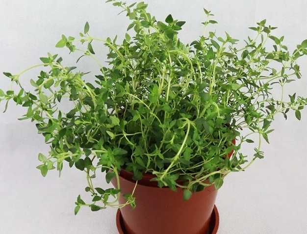 香草植物栽培