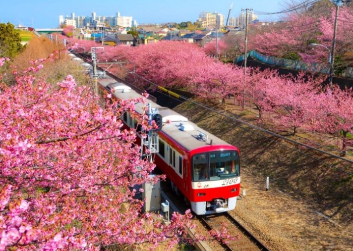 賞櫻花景點 賞櫻花景點