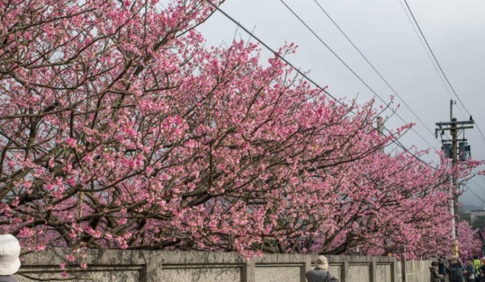 賞櫻花景點 賞櫻花景點