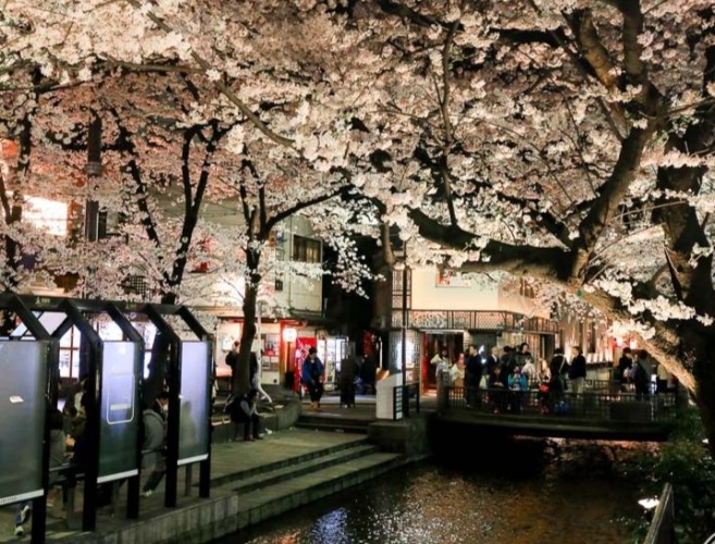 京都櫻花