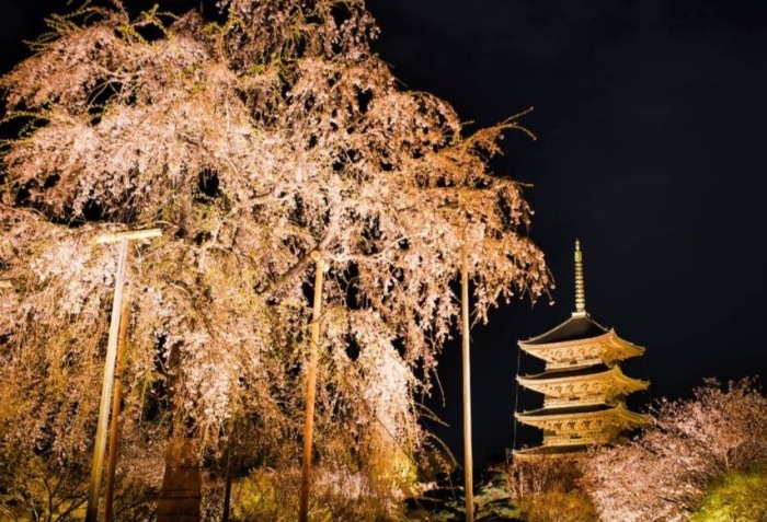 京都櫻花
