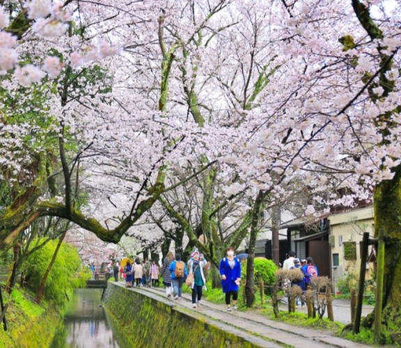 京都櫻花