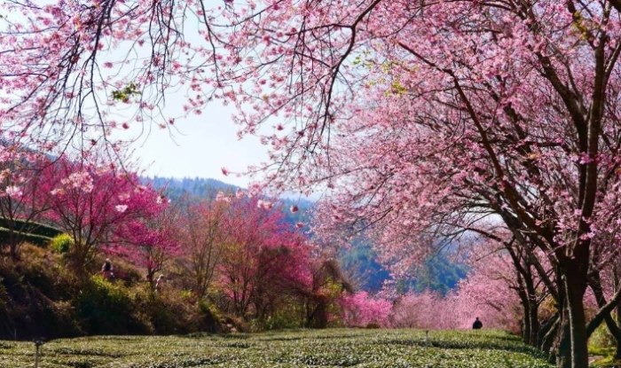 賞櫻花景點 賞櫻花景點