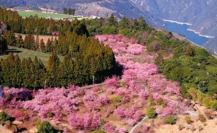 賞櫻花景點 賞櫻花景點