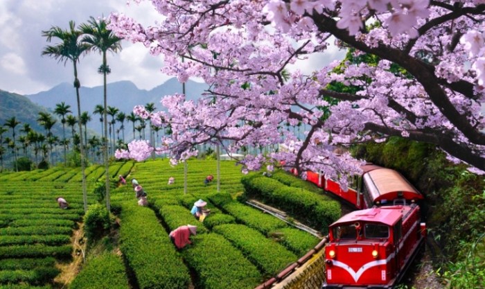賞櫻花景點 賞櫻花景點