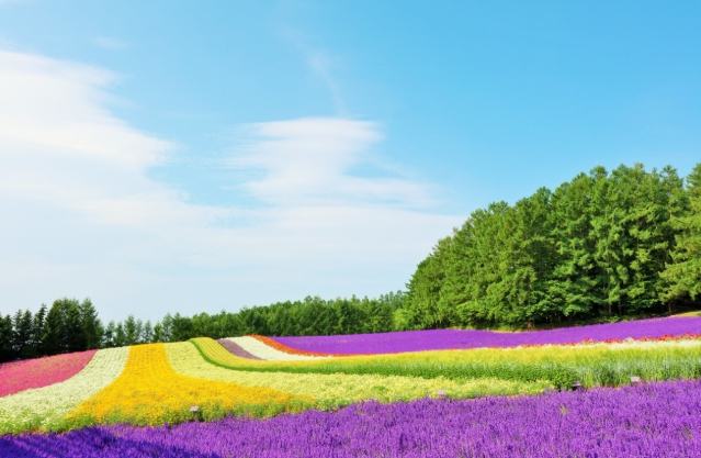 富田農場