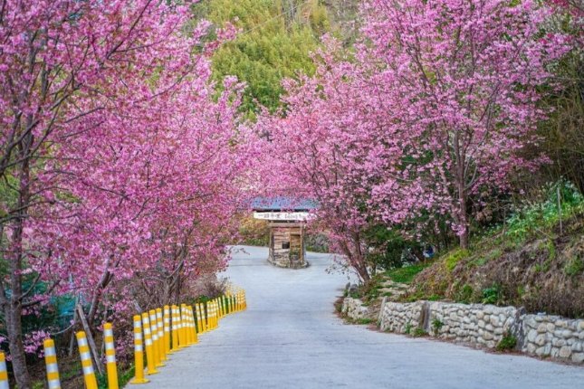 賞櫻花景點 賞櫻花景點