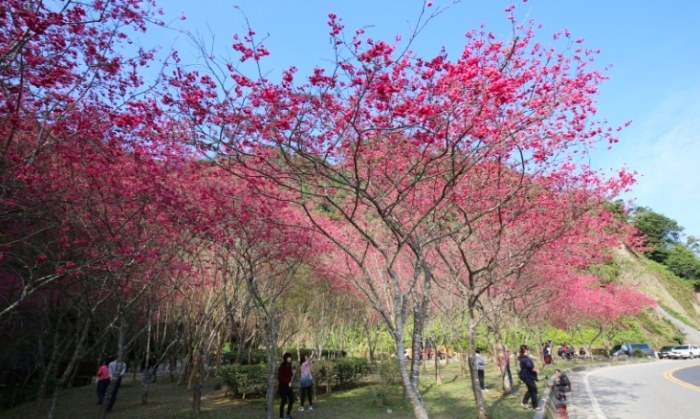 賞櫻花景點 賞櫻花景點