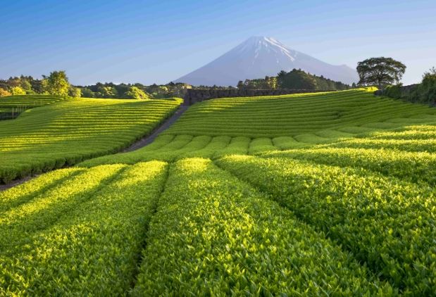文山農場 文山農場