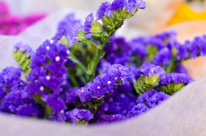 勿忘我花語 勿忘我花語