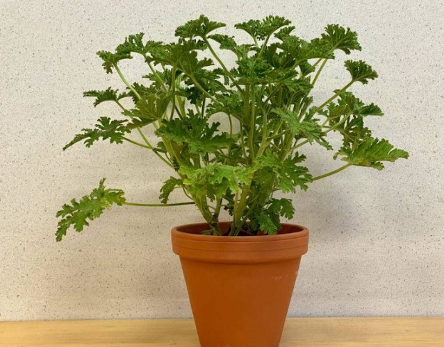 驅蚊草 驅蚊草