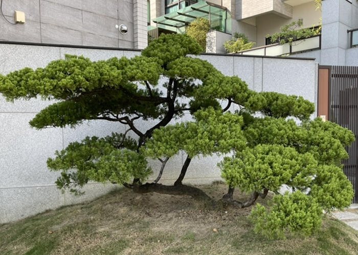 柏樹