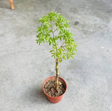 羽葉福祿桐 羽葉福祿桐