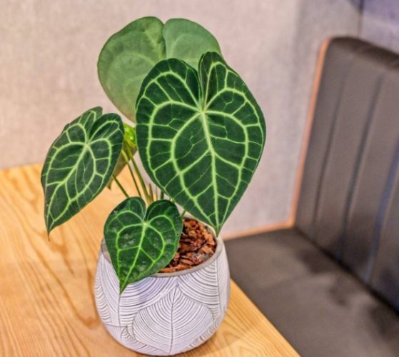 圓葉花燭