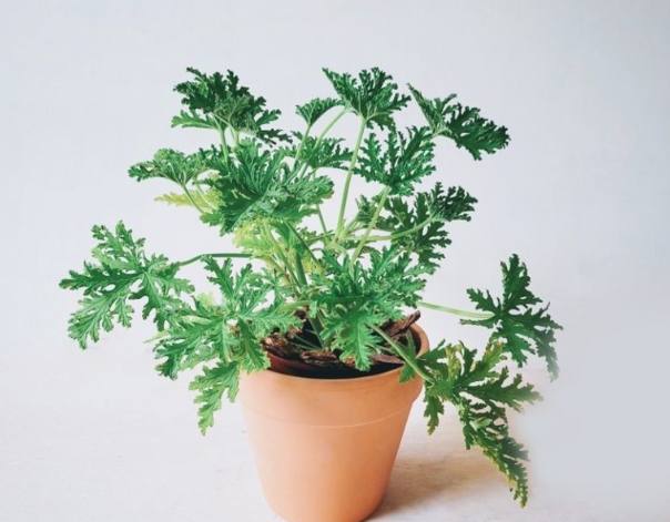 驅蚊草 驅蚊草