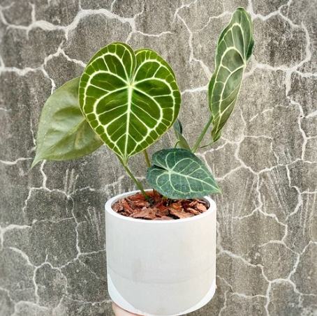圓葉花燭