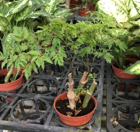 羽葉福祿桐 羽葉福祿桐