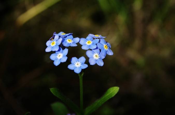 勿忘我花語 勿忘我花語