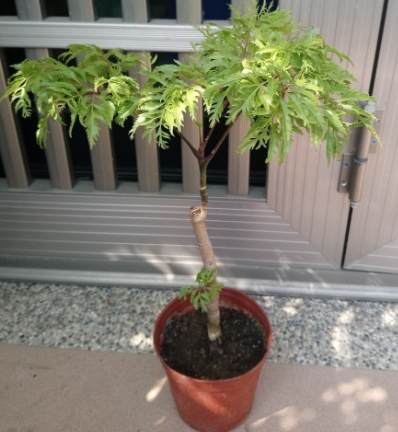 羽葉福祿桐 羽葉福祿桐