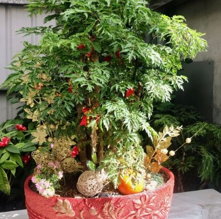 羽葉福祿桐 羽葉福祿桐