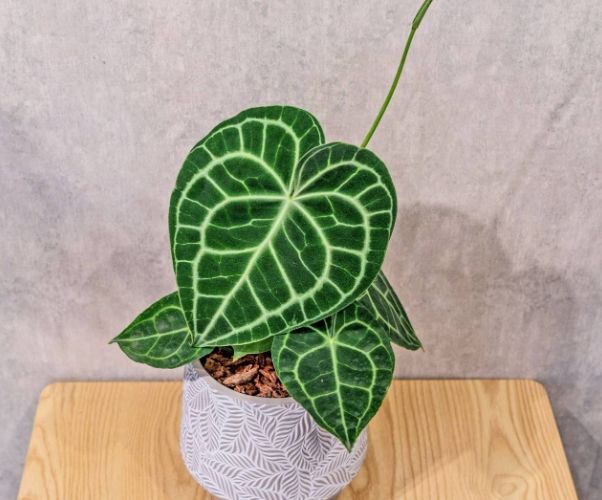 圓葉花燭