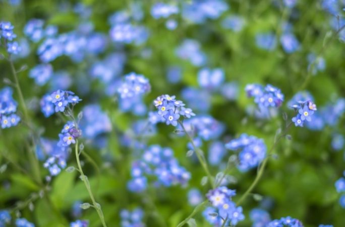 勿忘我花語 勿忘我花語