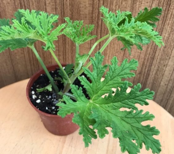 驅蚊草 驅蚊草