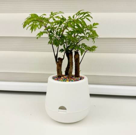 羽葉福祿桐 羽葉福祿桐