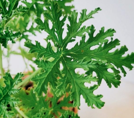 驅蚊草 驅蚊草