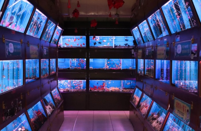 魚中魚水族館 魚中魚水族館
