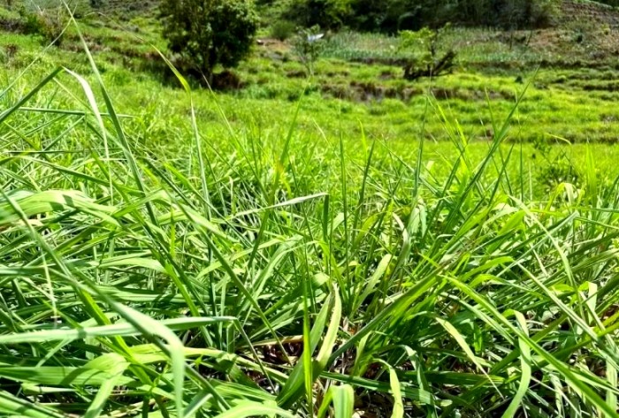 香茅油功效 香茅油功效