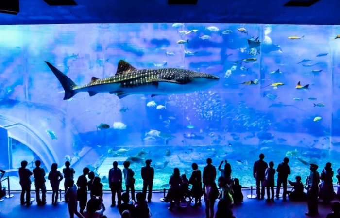 魚中魚水族館 魚中魚水族館