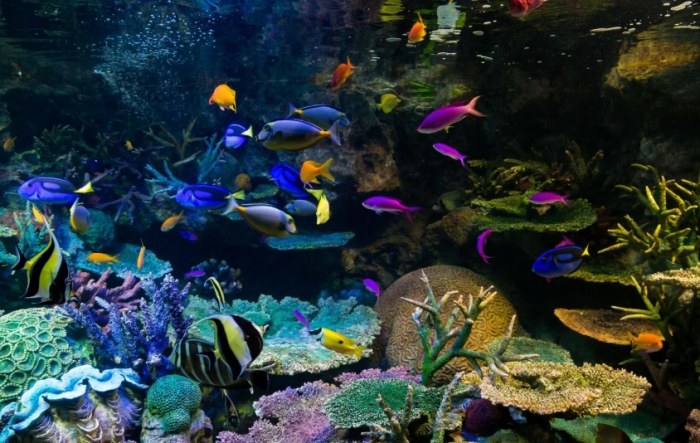 魚中魚水族館 魚中魚水族館